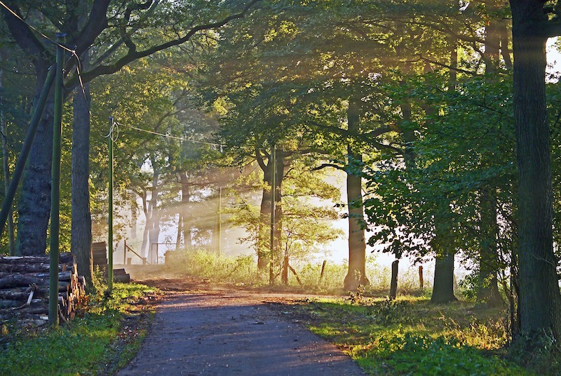 산림학